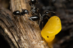 Technomyrmex sophiae