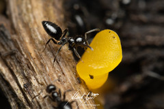 Technomyrmex sophiae