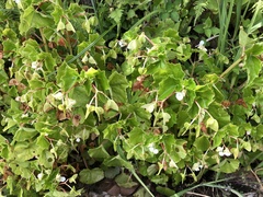 Begonia hirtella