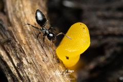 Technomyrmex sophiae