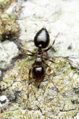 Crematogaster cornigera