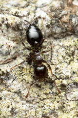 Crematogaster cornigera