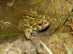 Anaxyrus monfontanus