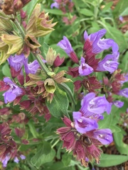 Scutellaria drummondii