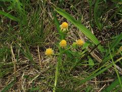 Tephroseris integrifolia