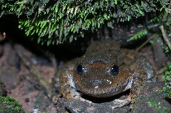 Limnonectes gyldenstolpei