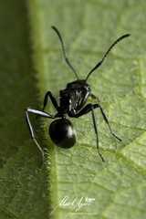 Polyrhachis clio