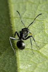 Polyrhachis clio