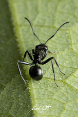 Polyrhachis clio