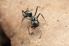 Iridomyrmex mayri