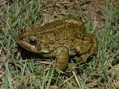 Anaxyrus monfontanus