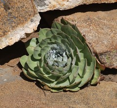 Sedeae