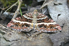 Chrysolarentia vicissata