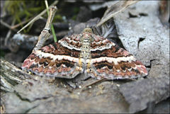 Chrysolarentia vicissata
