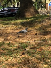 Columba livia domestica