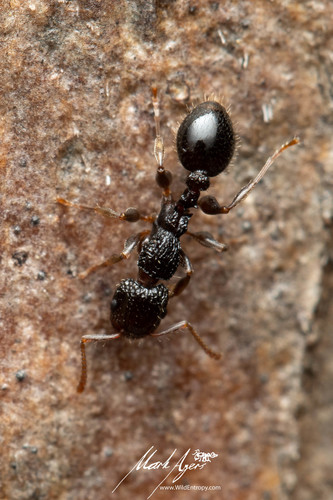 Podomyrma bispinosaPodomyrma bispinosa