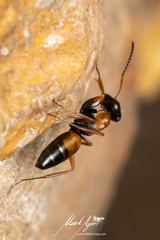 Opisthopsis picta