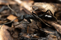 Leptogenys sjostedti