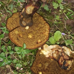 Phlebopus portentosus