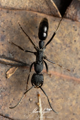 Leptogenys sjostedti