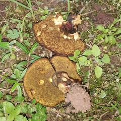 Phlebopus portentosus