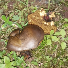 Phlebopus portentosus