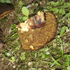 Phlebopus portentosus