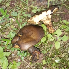 Phlebopus portentosus