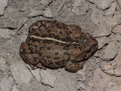 Anaxyrus monfontanus