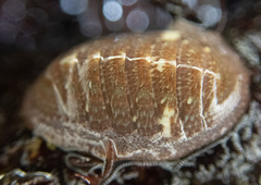 Lepidozona interstincta