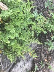 Myriopteris alabamensis