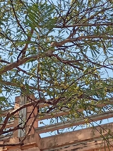 Phyllanthus emblica