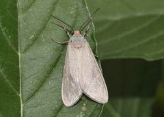 Pygarctia murina