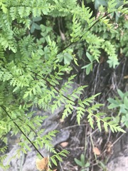 Myriopteris alabamensis