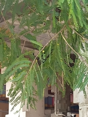 Phyllanthus emblica