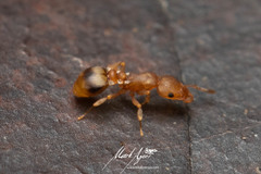 Colobostruma biconvexa