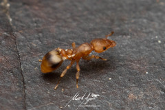 Colobostruma biconvexa