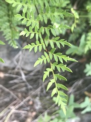 Myriopteris alabamensis