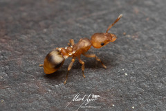 Colobostruma biconvexa