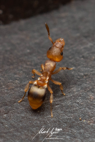Colobostruma biconvexaColobostruma biconvexa