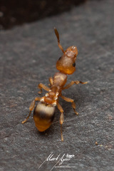 Colobostruma biconvexa