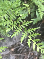 Myriopteris alabamensis