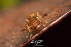 Tetramorium simillimum