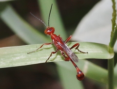 Ammophila wrightii