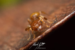 Tetramorium simillimum