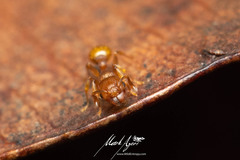 Tetramorium simillimum