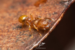 Tetramorium simillimum