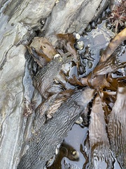 Lessoniaceae