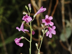 Penstemon thurberi