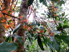 Lorantheae